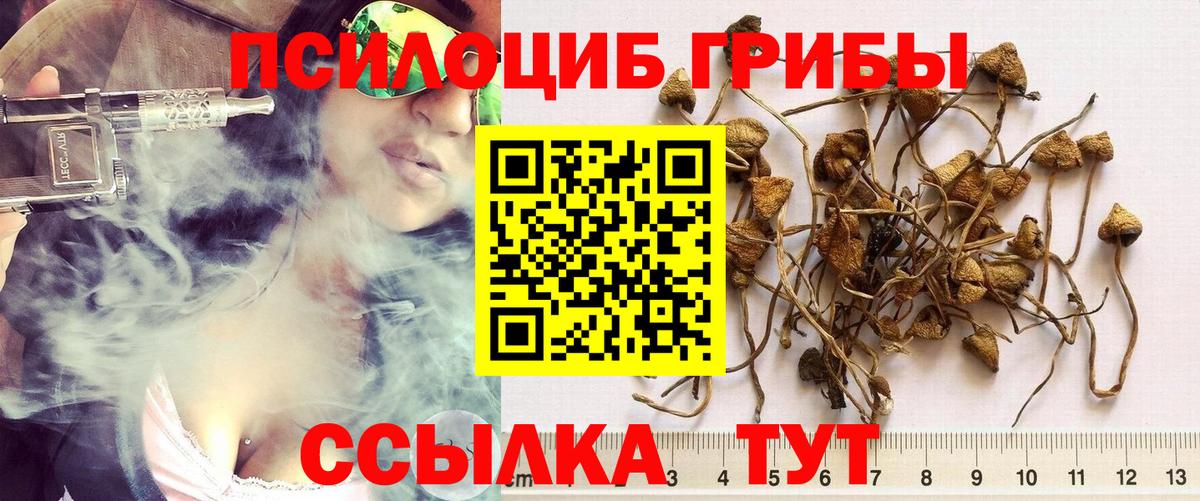 Псилоцибиновые грибы Cubensis  Вход с VPN  Кондопога  что такое наркотик  Псилоцибиновые грибы мицелий 